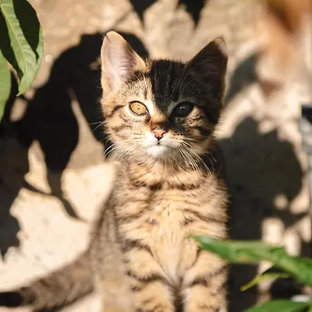 Bacherhof Millstatt am See