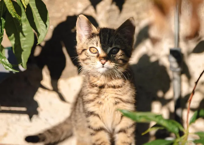 Bio- Und Vitalbauernhof Bacherhof מילסטאט